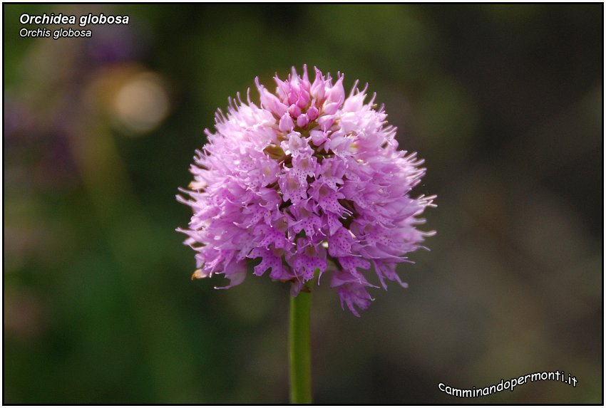 Orchidea globosa.jpg